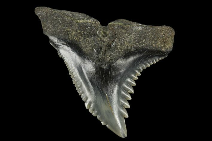 Snaggletooth Shark (Hemipristis) Tooth - Aurora, NC #180161